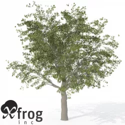 XfrogPlants European Hackberry 3D model
