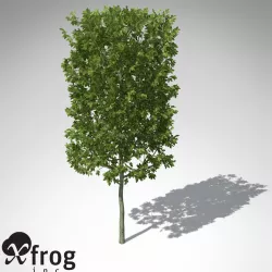XfrogPlants European Hornbeam 3D model