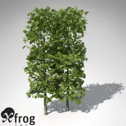 XfrogPlants European Hornbeam Hedges 3D model