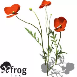 XfrogPlants Field Poppy 3D model