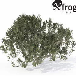 XfrogPlants Fig 3D model