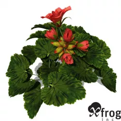XfrogPlants Geranium 3D model