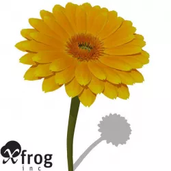 XfrogPlants Gerbera 3D model