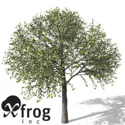 XfrogPlants Guava 3D model