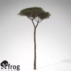 XfrogPlants Italian Stone Pine 3D model