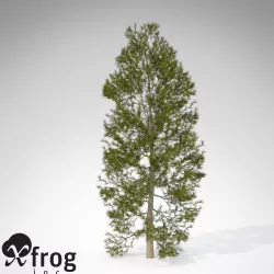 XfrogPlants Japanese Cedar 3D model