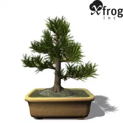 XfrogPlants Japanese Cedar - Bonsai 3D model