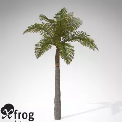 XfrogPlants King Palm 3D model
