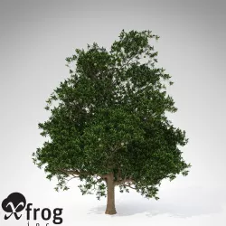 XfrogPlants Macadamia 3D model