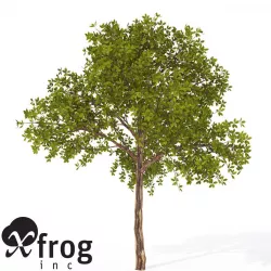 XfrogPlants Medlar 3D model
