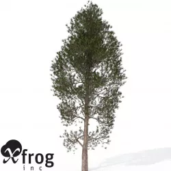 XfrogPlants Monterey Pine 3D model