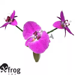 XfrogPlants Moth Orchid 3D model