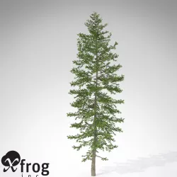 XfrogPlants Nikko Fir 3D model