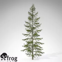 XfrogPlants Northern Japanese Hemlock 3D model
