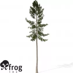 XfrogPlants Norway Spruce 3D model