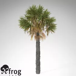 XfrogPlants Palmetto 3D model
