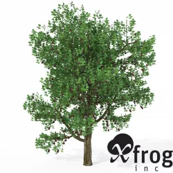 XfrogPlants Plum 3D model