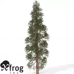 XfrogPlants Ponderosa Pine 3D model