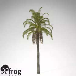 XfrogPlants Queen Palm 3D model