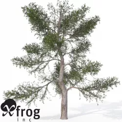 XfrogPlants Red Juniper 3D model