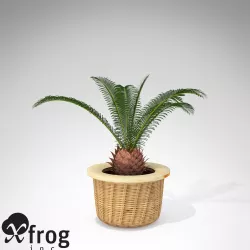 XfrogPlants Sago Palm 3D model