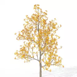 XfrogPlants Sassafras 3D model