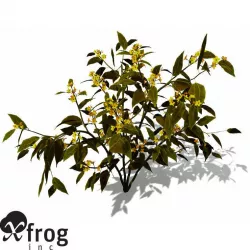 XfrogPlants Scarlet Plume 3D model