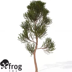 XfrogPlants Scotch Pine 3D model