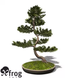 XfrogPlants Scotch Pine - Bonsai 3D model