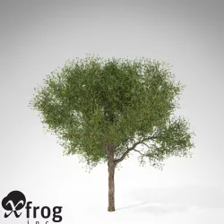 XfrogPlants Strawberry Guava 3D model