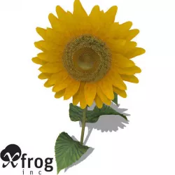 XfrogPlants Sunflower 3D model
