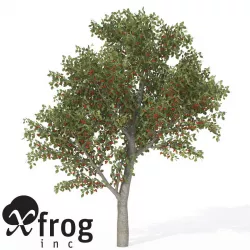 XfrogPlants Sweet Cherry 3D model