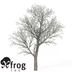 XfrogPlants Sweet Cherry Tree 3D model