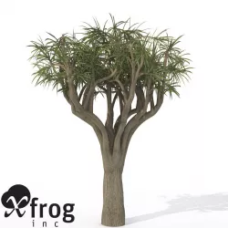 XfrogPlants Tree Aloe 3D model