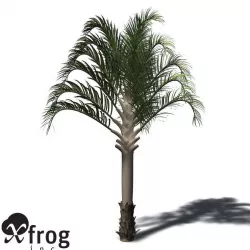 XfrogPlants Triangle Palm 3D model