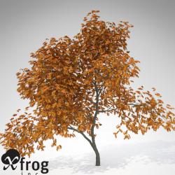 XfrogPlants Vine Maple 3d models 【 STLFinder