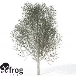 XfrogPlants White Poplar 3D model