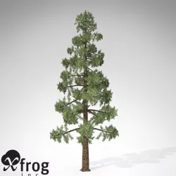 XfrogPlants Wollemi Pine 3D model