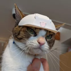 A Hard Hat for Cat