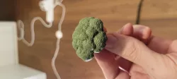 Broccoli Scan
