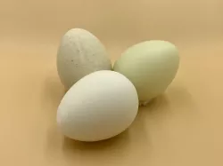 Egg