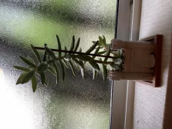 Fort Plant / Chateau-fort à plante
