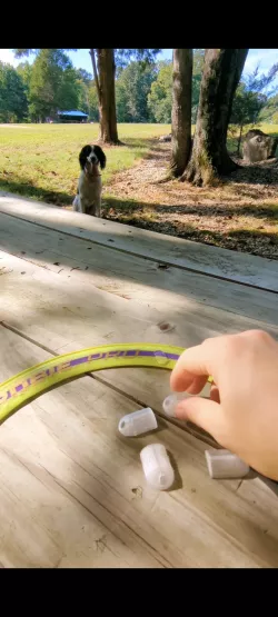 Frisbee whistles
