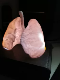 Human lung (hollow, realistic)