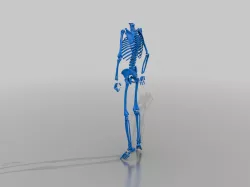 Human Skeleton