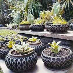 Suculent Planter / Maceta para Suculentas