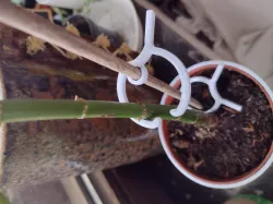 Plantenclip voor een rond steunstokje, Plant clip for a round support stick.