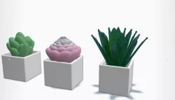 Succulents