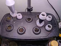 Aerogarden Seed pod, or Seed starting pod