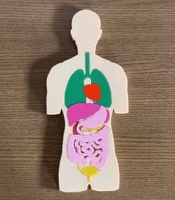 Anatomy Didactic Puzzle for kids